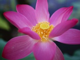 Buy Red Lotus Lily Flower at AllPosters.com