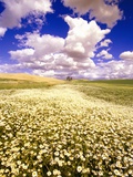 Buy Daisies Covering a Field Under Puffy Clouds at AllPosters.com