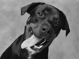 Dog with Tongue Hanging out