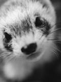 Buy Ferret's Face at AllPosters.com