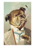 Postcard with a Smoking Bulldog and Bee