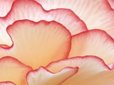 Buy Petals of a Hydrangea at AllPosters.com