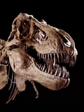 Buy Skull of Tyrannosaurus at AllPosters.com