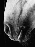 Nose of Lippizaner Stallion