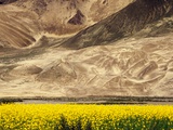 Oilseed Rape Plants Blooming at Foot of Mountain