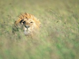 Male Lion Resting in Tall Grass