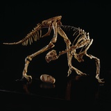 Buy Oviraptor Skeleton and Fossil Egg at AllPosters.com