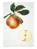 Buy Mela Panaja at AllPosters.com