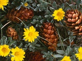 Buy Arrangement of Flowers and Pine Cones at AllPosters.com