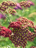 Achillea 'The Beacon'