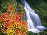 Autumn Leaves by Rushing Waterfall