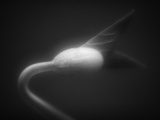 Plant Sprout