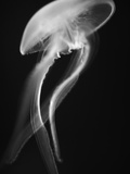 Buy Floating Jellyfish at AllPosters.com