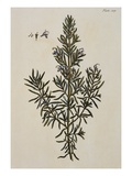 Buy Rosemary at AllPosters.com