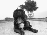 French Bulldog Yawning