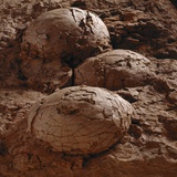 Buy Dinosaur Eggs at AllPosters.com