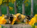 Ducklings and Dandelions on Chair