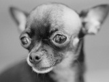 Chihuahua's Face