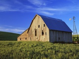 Old Barn and Spring Wheat Field