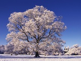 Snow-covered Tree in Belvoir Park