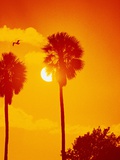 Buy Orange Sunset and Silhouetted Palm Trees at AllPosters.com