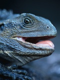 Buy Eastern Water Dragon at AllPosters.com