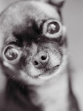 Buy Face of a Chihuahua at AllPosters.com