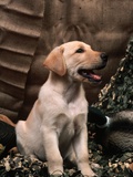 Labrador Retriever Puppy