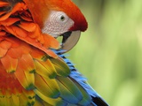 Colorful Scarlet Macaw