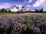 Buy Wildflowers in Mt. Rainier National Park at AllPosters.com