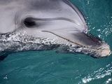 Close-Up of Dolphin