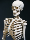 Human Skeleton