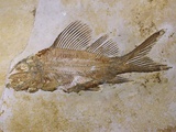 Buy Propterus Elongatus Fish Fossil at AllPosters.com