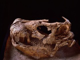 Buy Nemegtosaurus Skull at AllPosters.com