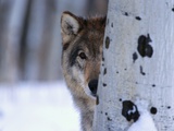 Gray Wolf Behind Aspen