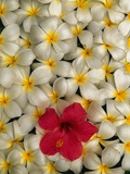 Hibiscus and Plumeria Blooms