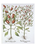 Buy Piper Indicum at AllPosters.com