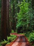 Road Through Redwood Forest Photographic Print