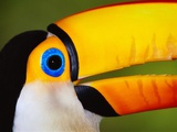 Head and Beak of a Toco Toucan