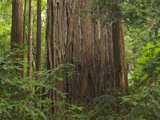 Redwood Trunk