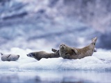 Harbor Seals on Iceberg in Glacier Bay National Park