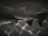Shark Dorsal Fin