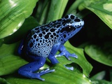 Blue-Poisondart Frog