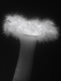 Buy Plumose Anemone at AllPosters.com