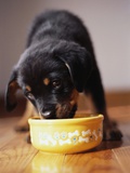 Buy Puppy Eating from Bowl at AllPosters.com