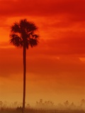 Buy Royal Palm in Everglades at AllPosters.com