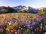 Wildflower Meadow and Tatoosh Range