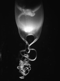 Buy Egg of Cartilaginous Fish at AllPosters.com