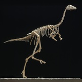 Buy Mononykus Skeleton at AllPosters.com