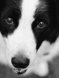Head of Border Collie